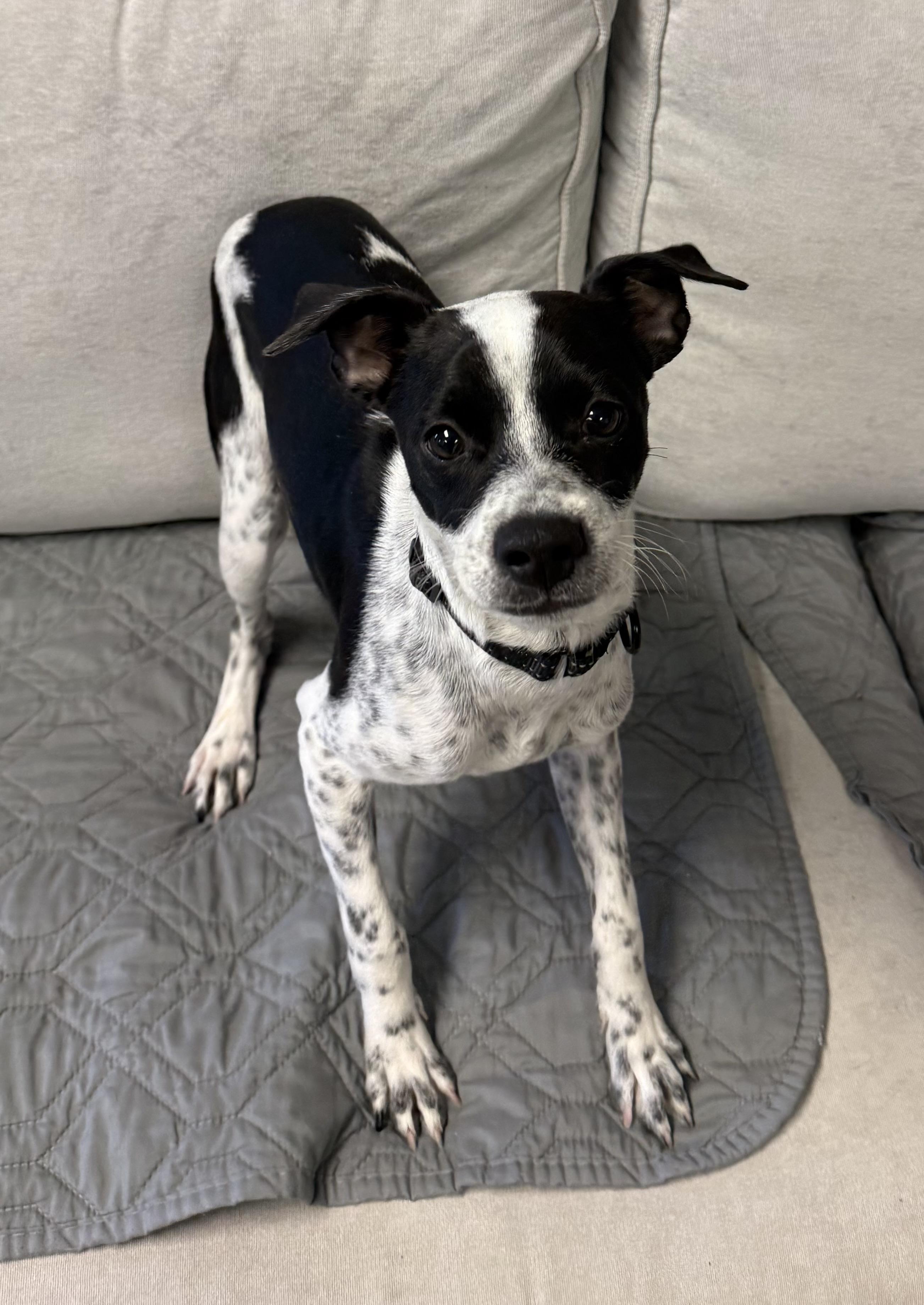 Enlarge Max, an adopted mixed breed in Sudbury, MA image 2/4