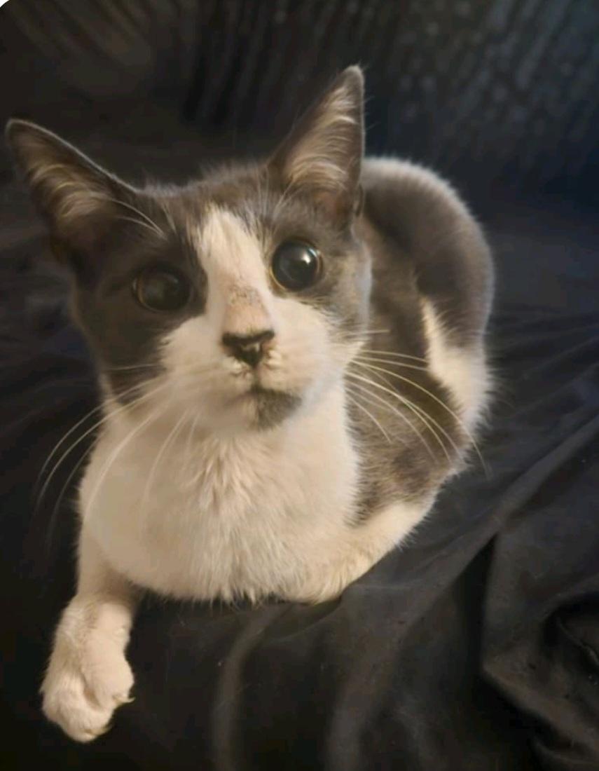 Shiloh, a Adopted Domestic Short Hair in RIVERSIDE, CA image 1/4