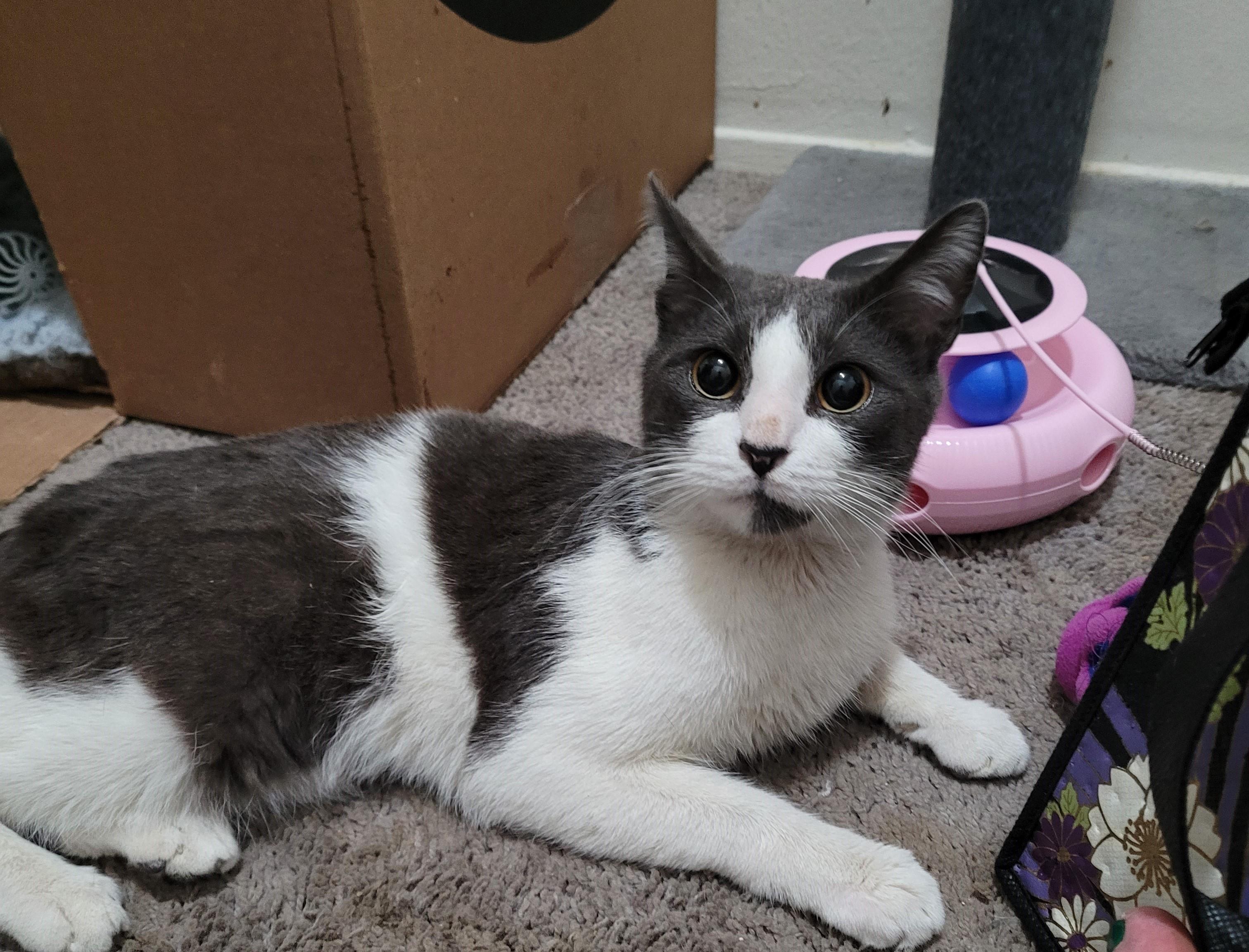 Shiloh, a Adopted Domestic Short Hair in RIVERSIDE, CA image 2/4