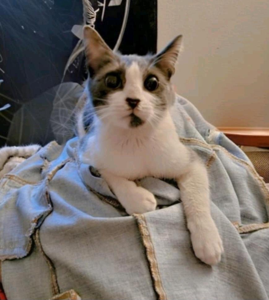 Shiloh, a Adopted Domestic Short Hair in RIVERSIDE, CA image 3/4