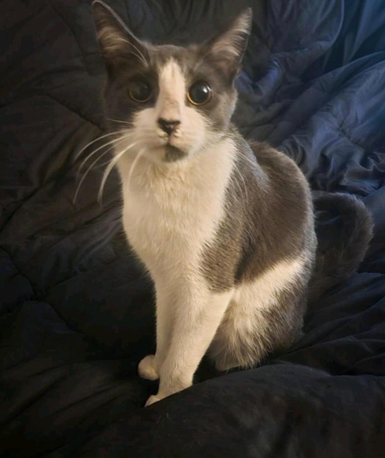 Shiloh, a Adopted Domestic Short Hair in RIVERSIDE, CA image 4/4