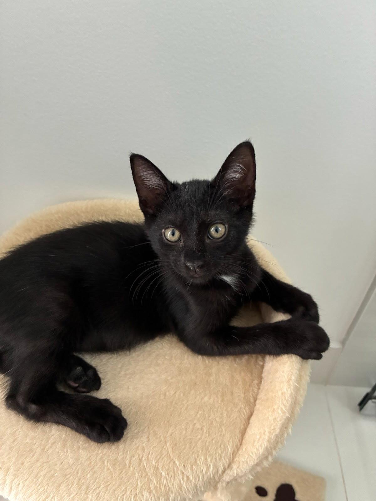 Lenny, Adoptable, Young Male American Shorthair.