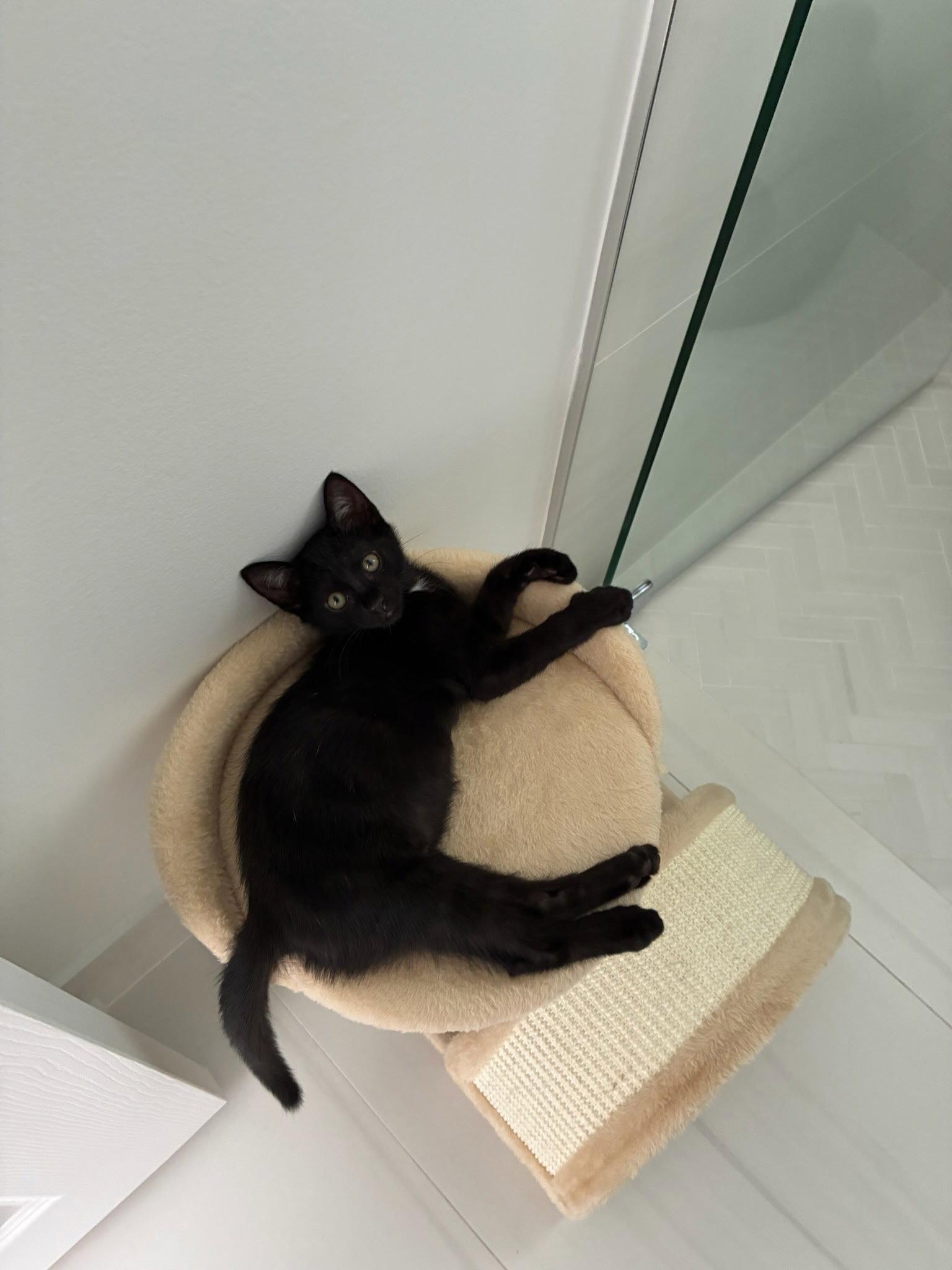 Enlarge Lenny, a Adoptable American Shorthair in Plantation, FL image 2/3