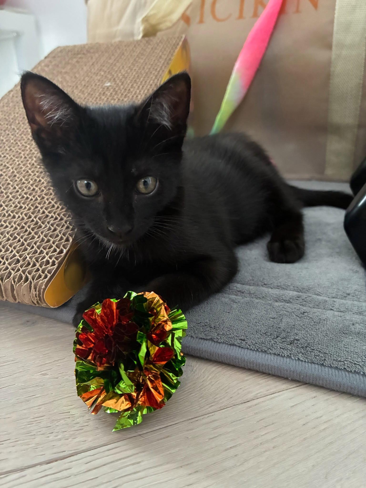 Enlarge Lenny, a Adoptable American Shorthair in Plantation, FL image 3/3