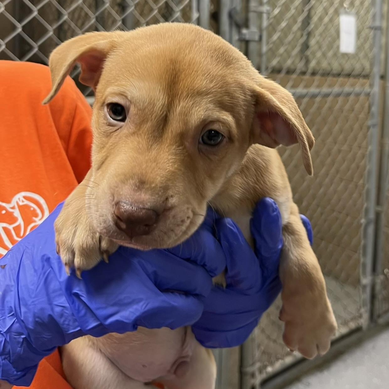 Enlarge Murphy, a ADOPTABLE mixed breed in Maynardville, TN image 1/1