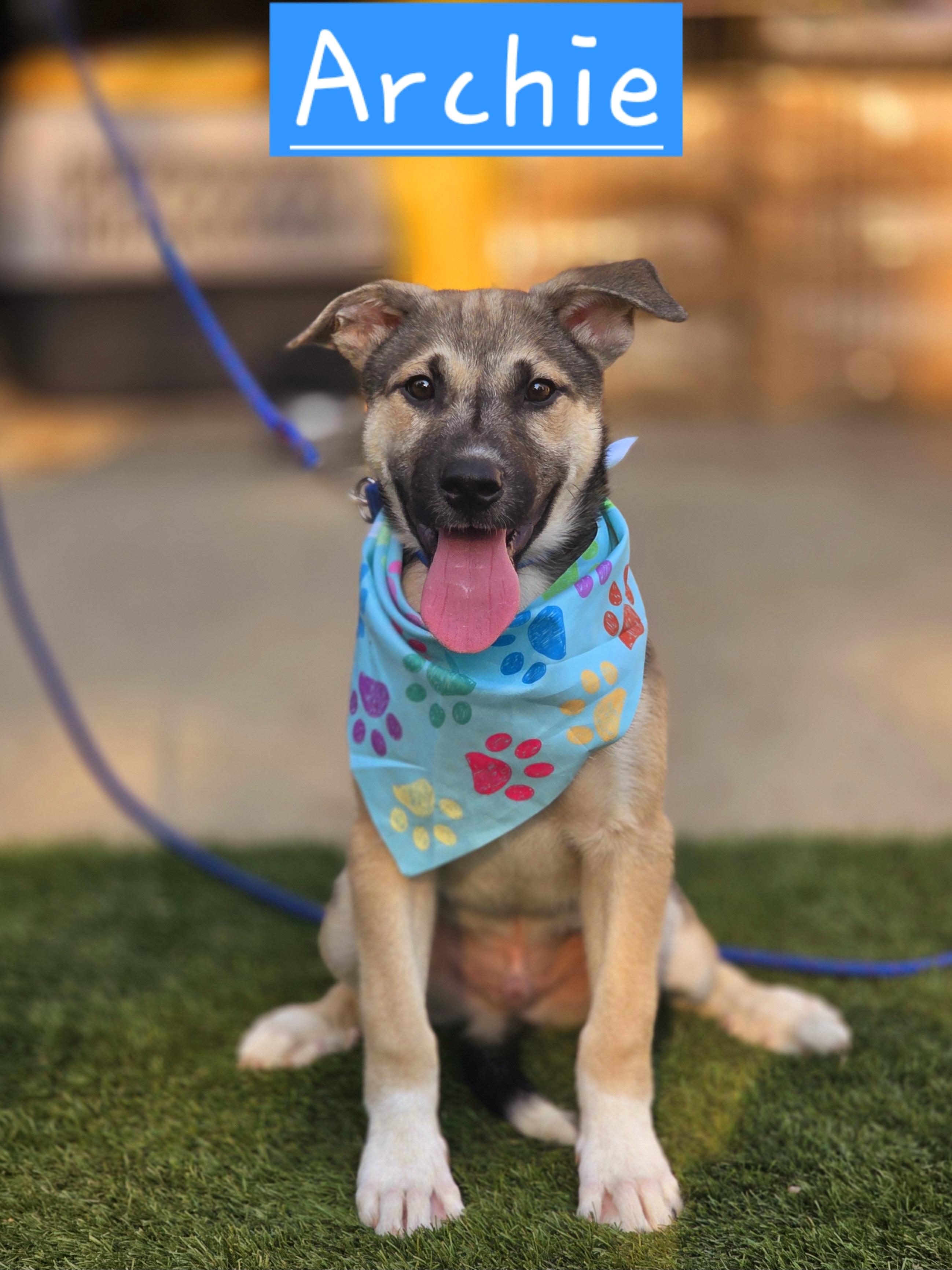 Archie, adopted, Puppy Male German Shepherd Dog.
