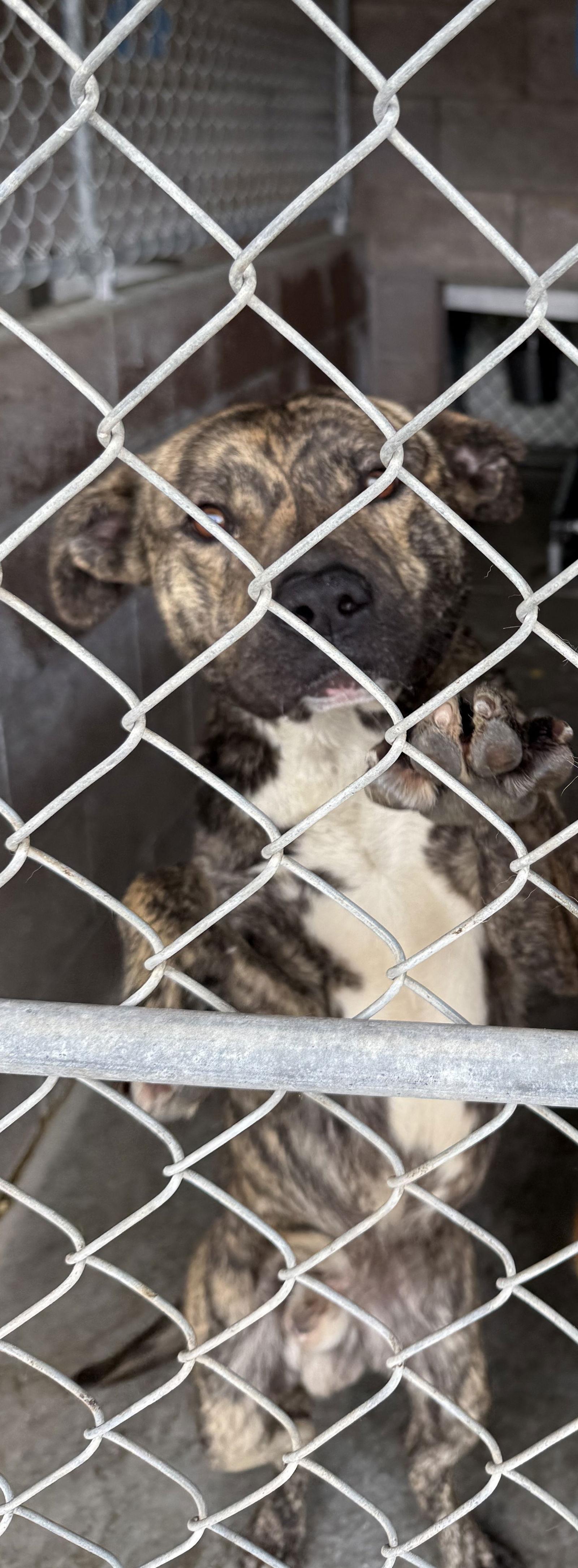Enlarge Mac, a Adopted Pit Bull Terrier in Las Vegas, NM image 1/1