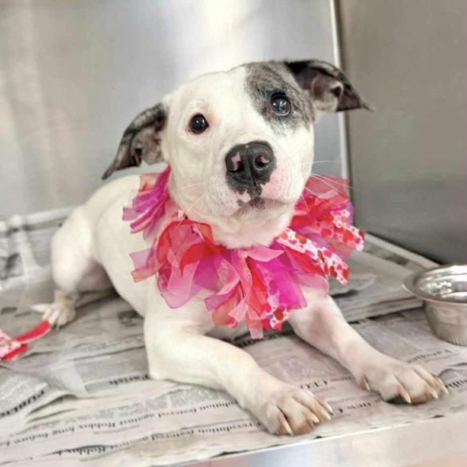 Beetle Bug — thumbnail 2