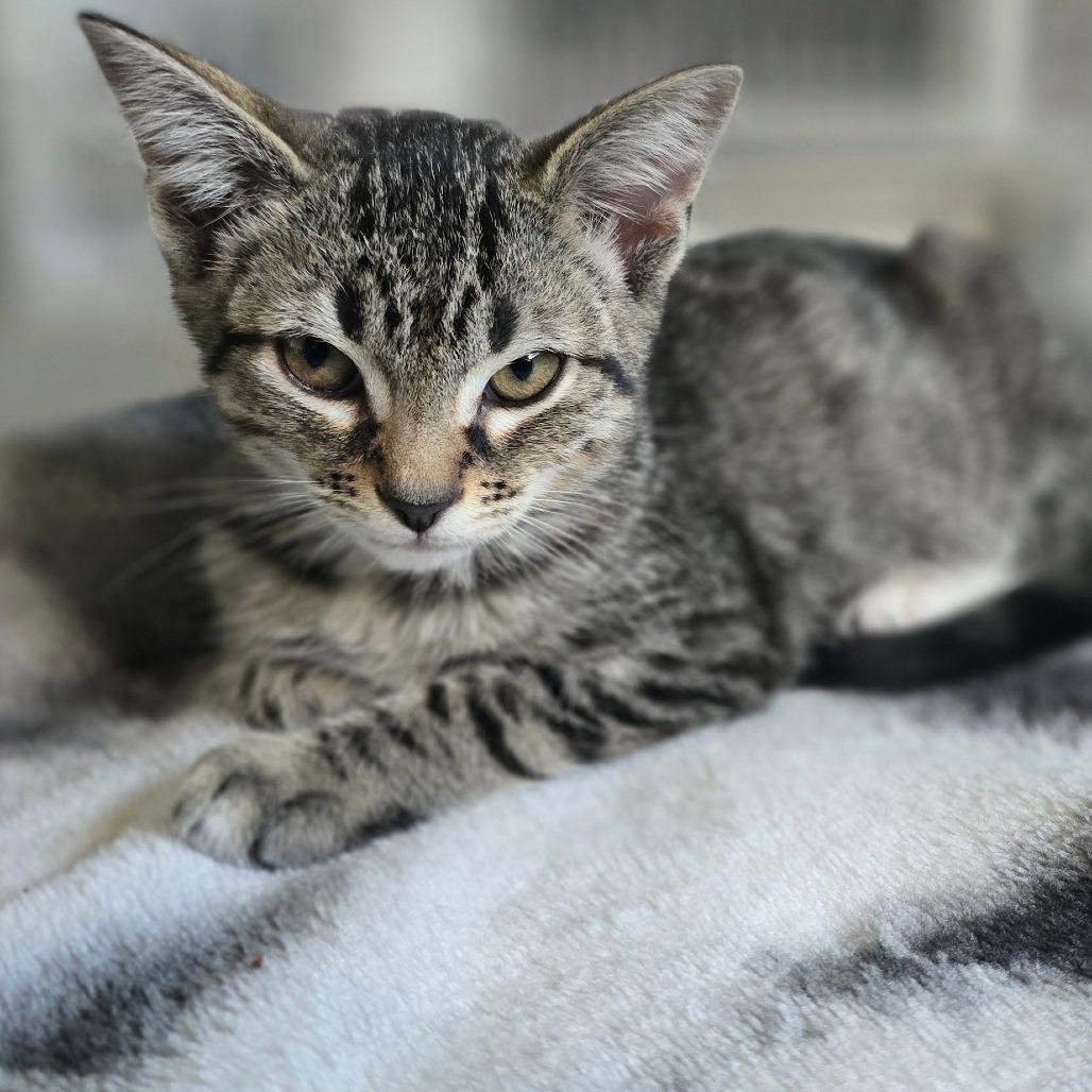 Leia, Adoptable, Kitten Female Domestic Short Hair.