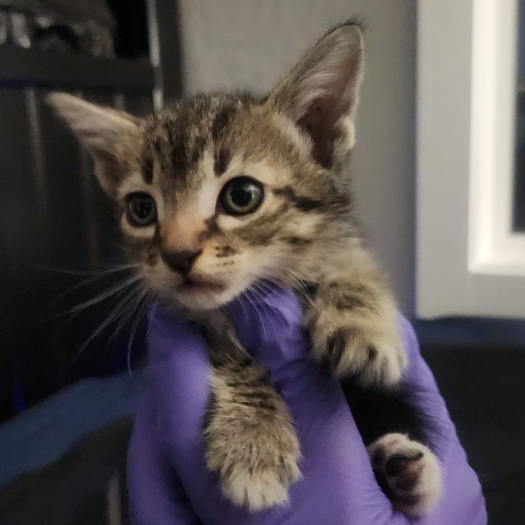 Enlarge Leia, a Adoptable Domestic Short Hair in Talent, OR image 2/2