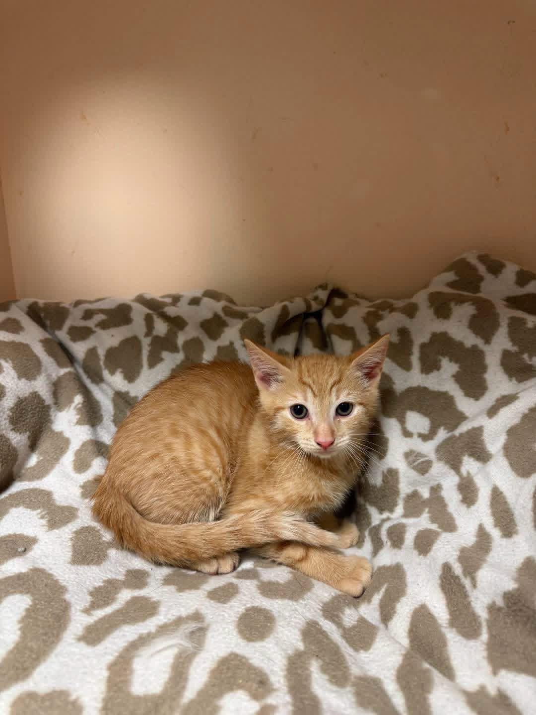 Enlarge Howard, an adopted Domestic Short Hair in Freeport, NY image 1/1