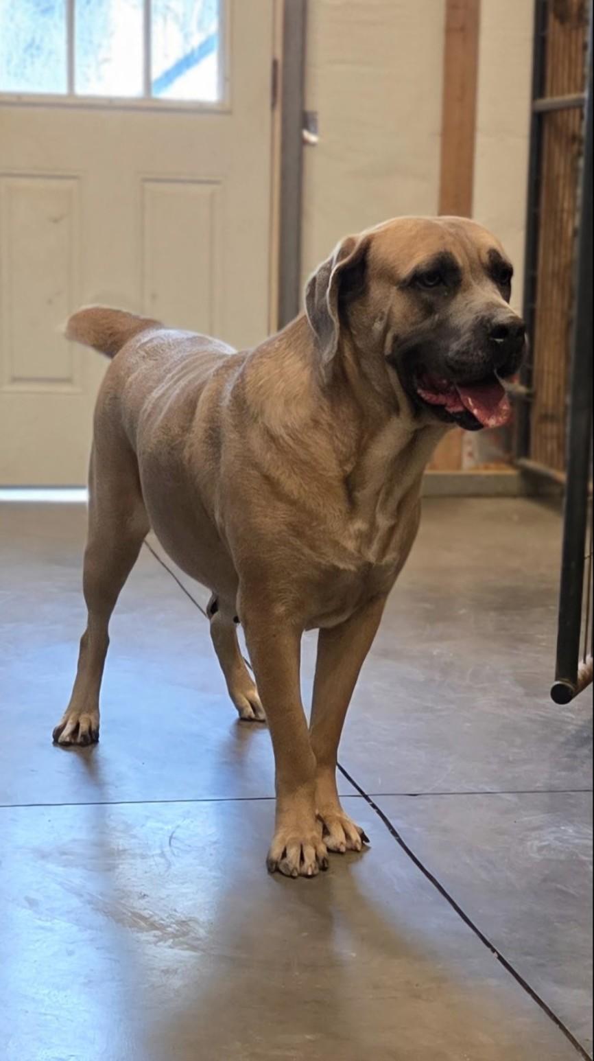 Dog for adoption - Xena, a Mastiff in Wilmington, NC | Petfinder