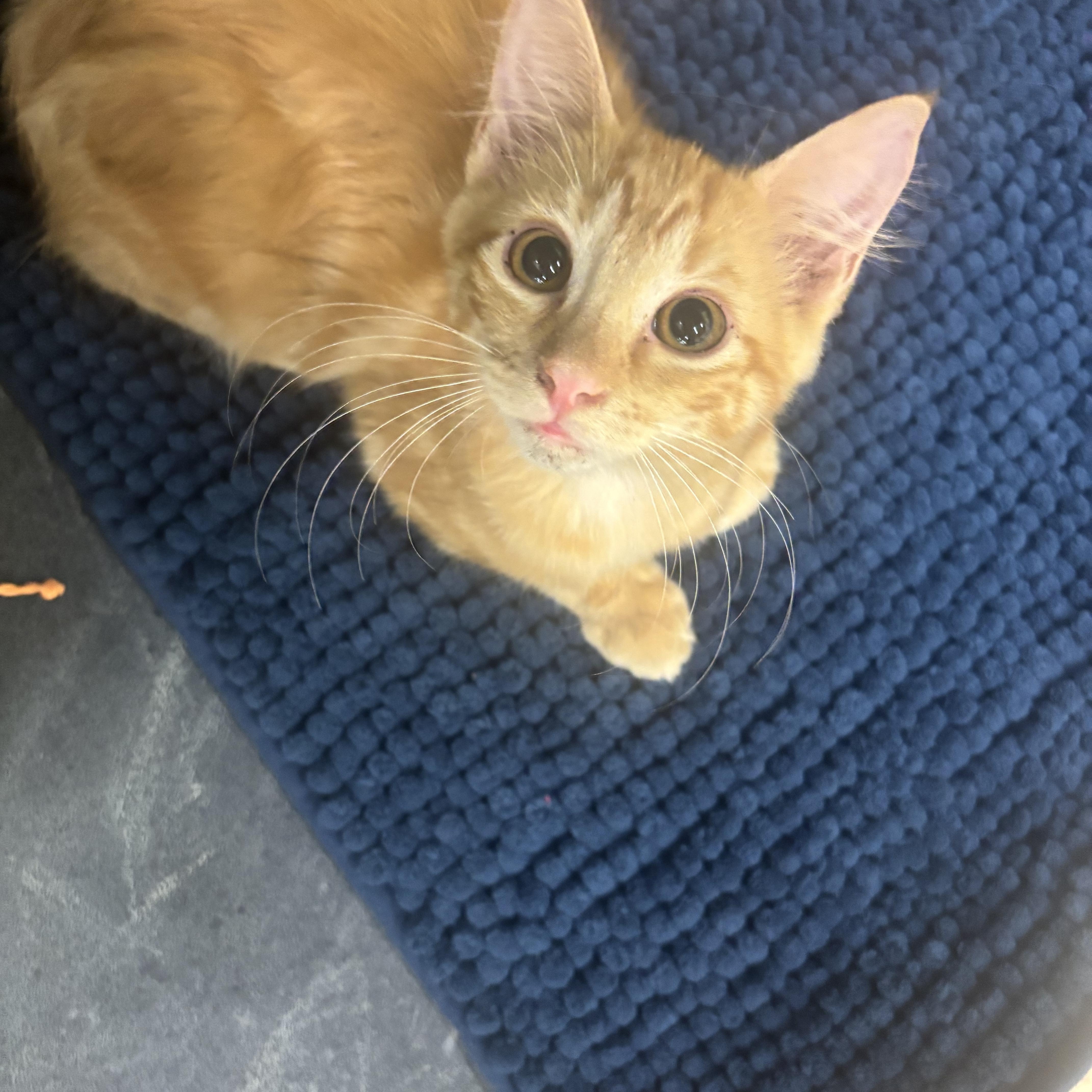 Enlarge Rufus, a ADOPTABLE Domestic Medium Hair in Statesboro, GA image 2/3