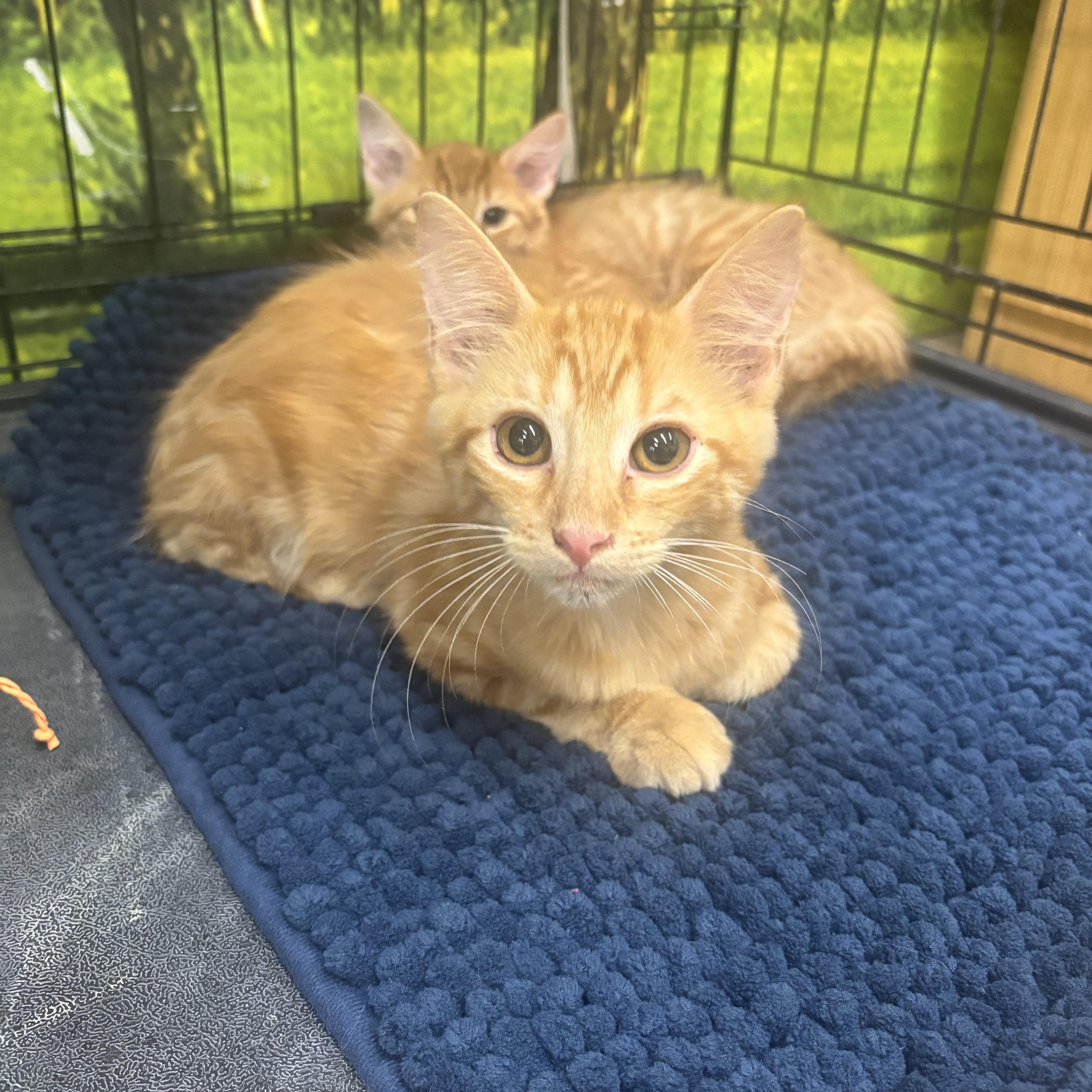 Enlarge Rufus, a ADOPTABLE Domestic Medium Hair in Statesboro, GA image 1/3