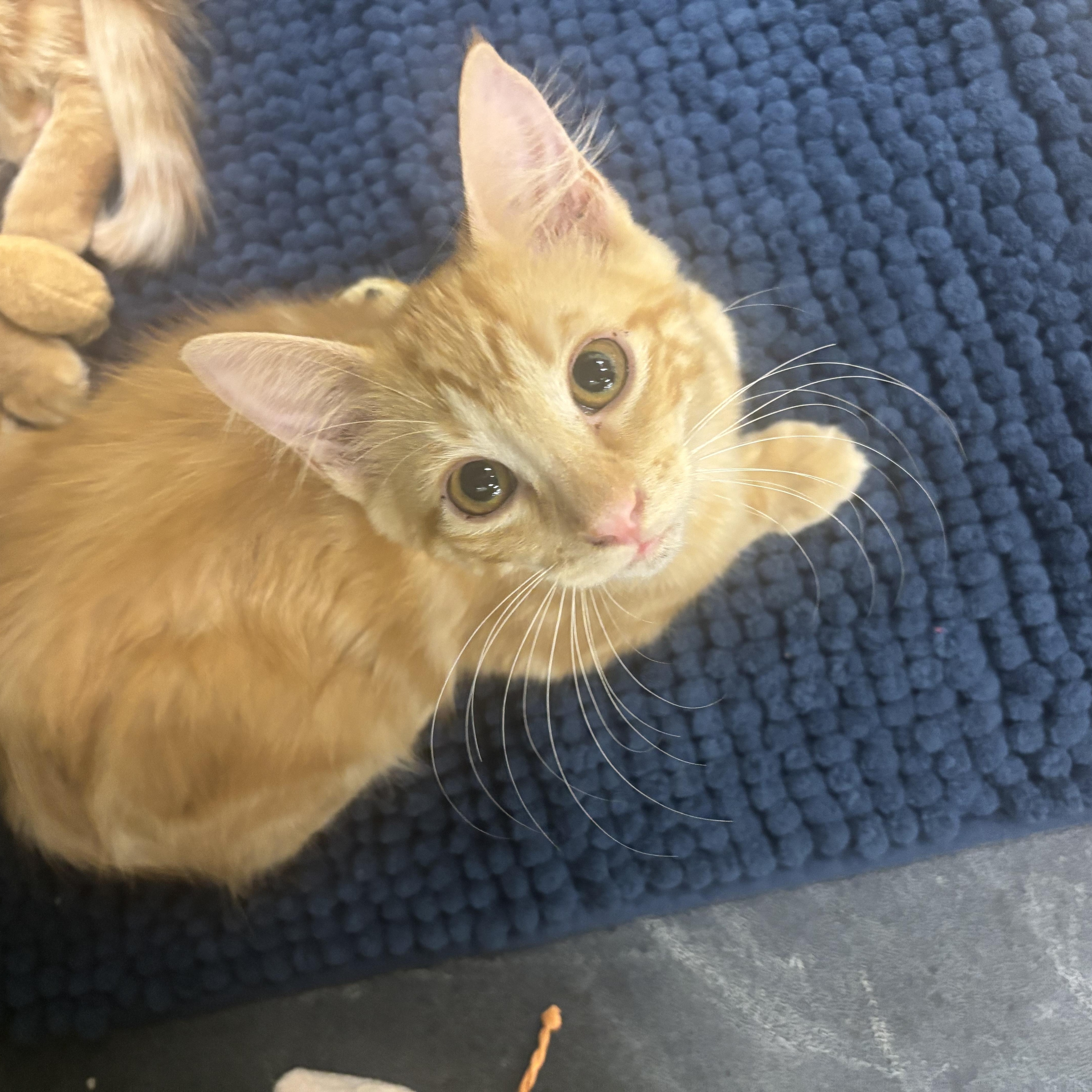 Enlarge Rufus, a ADOPTABLE Domestic Medium Hair in Statesboro, GA image 3/3
