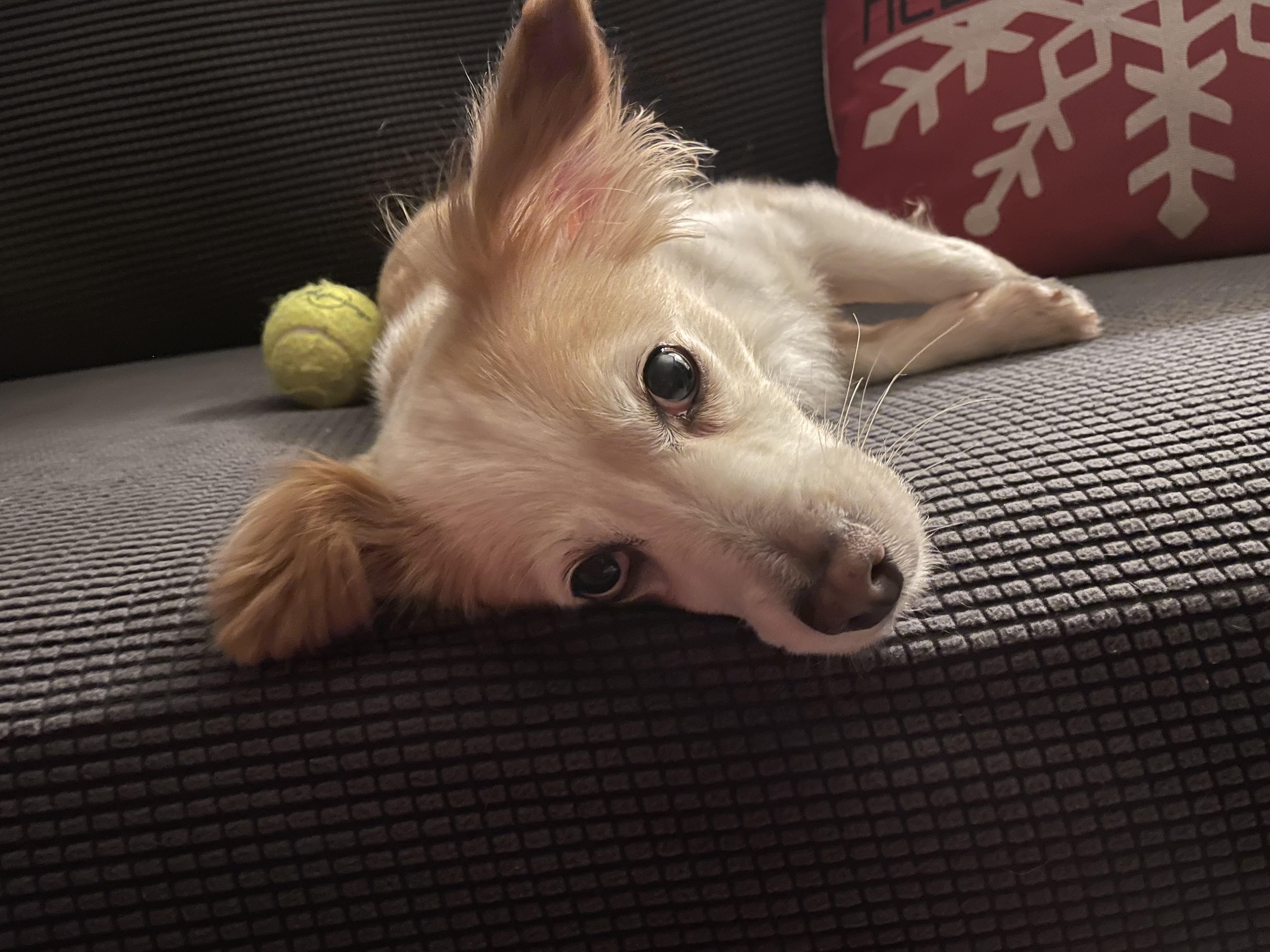 Effie, ADOPTABLE, Senior Female Pomeranian.