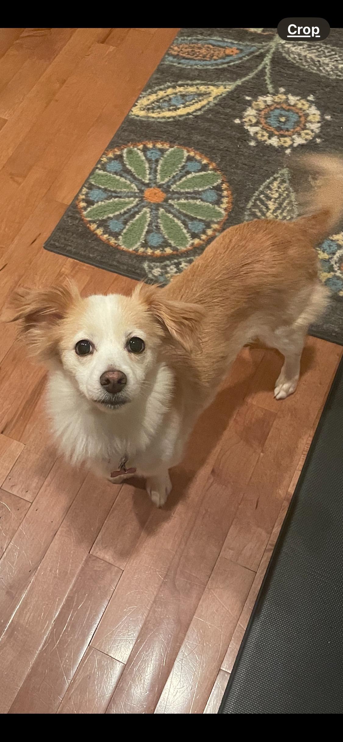 Enlarge Effie, an adoption pending mixed breed image 2/4