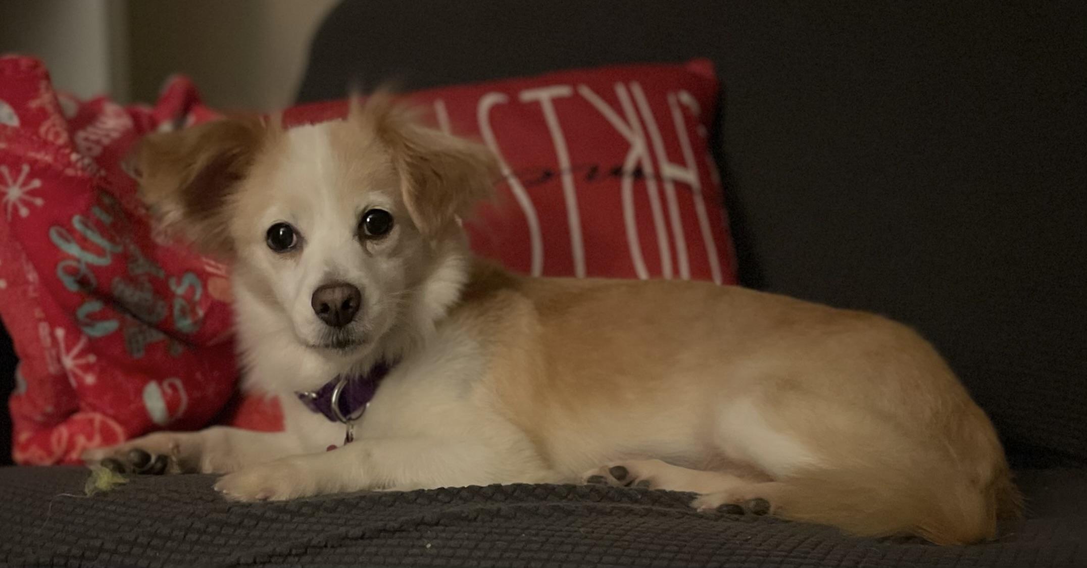 Enlarge Effie, an adoption pending mixed breed image 3/4