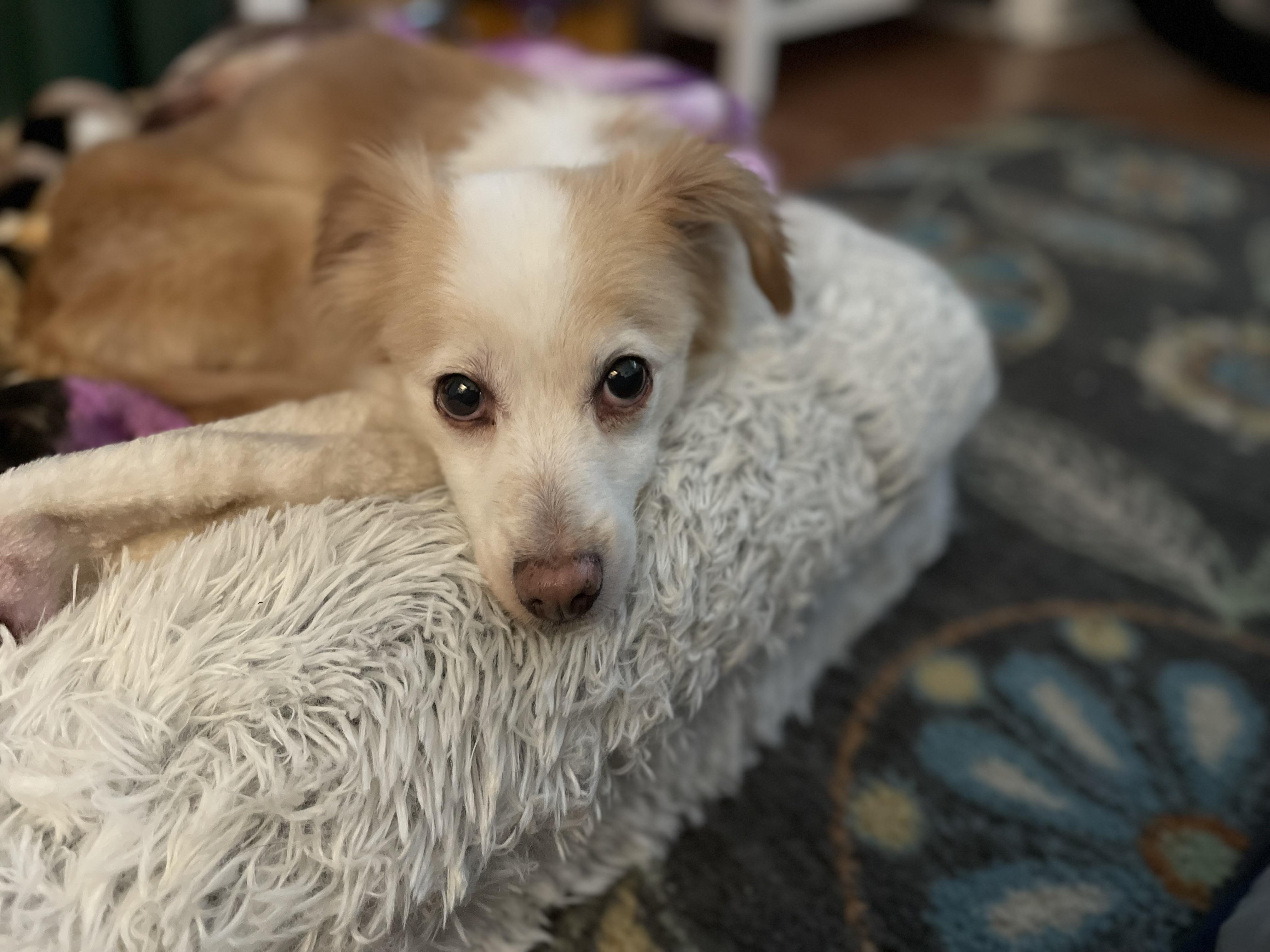 Enlarge Effie, an adoption pending mixed breed image 4/4