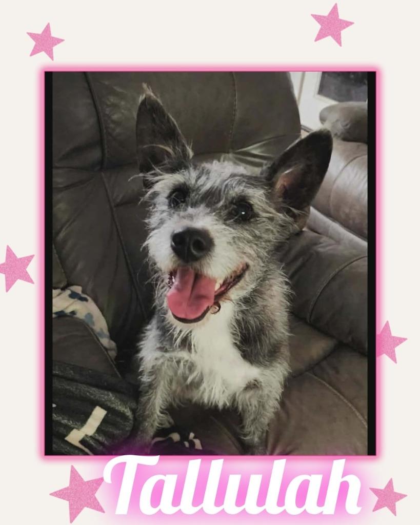 Enlarge Tallulah, a Adoptable mixed breed in Mesa, AZ image 1/3