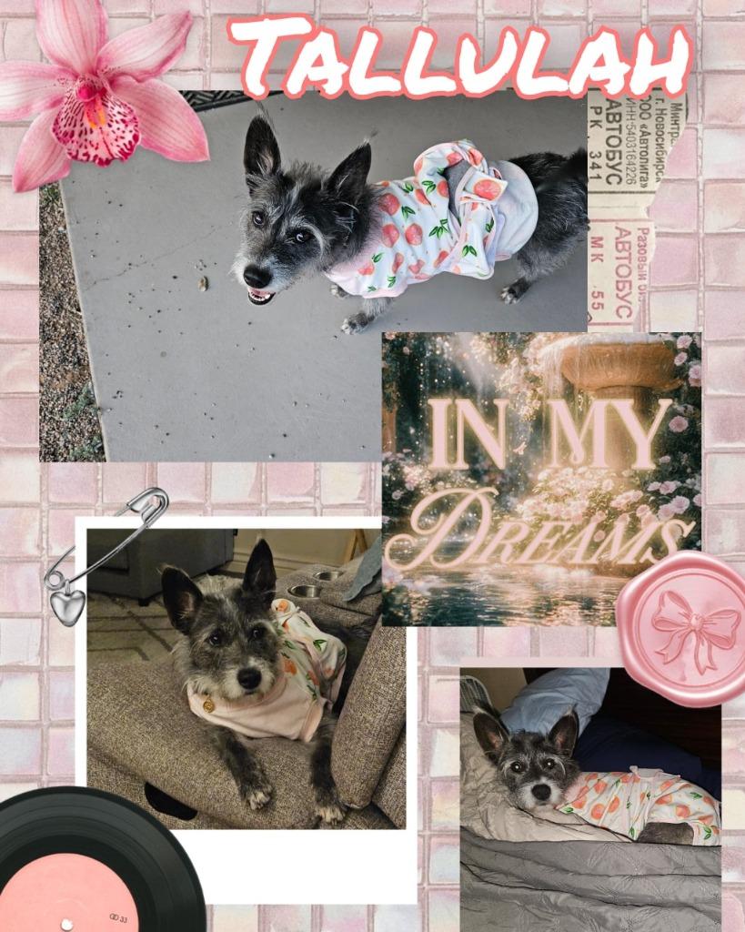 Enlarge Tallulah, a Adoptable mixed breed in Mesa, AZ image 2/3