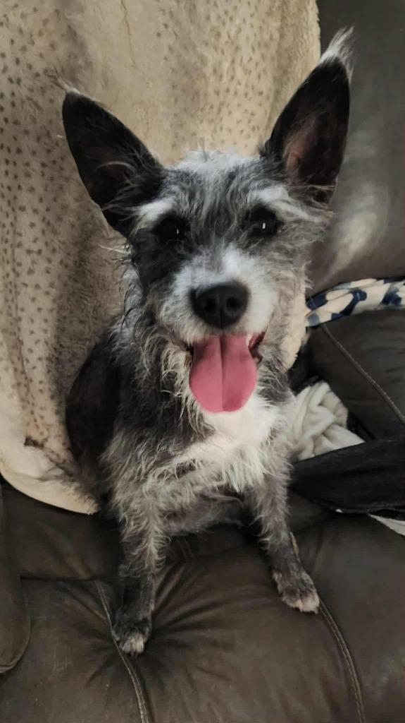 Enlarge Tallulah, a Adoptable mixed breed in Mesa, AZ image 3/3