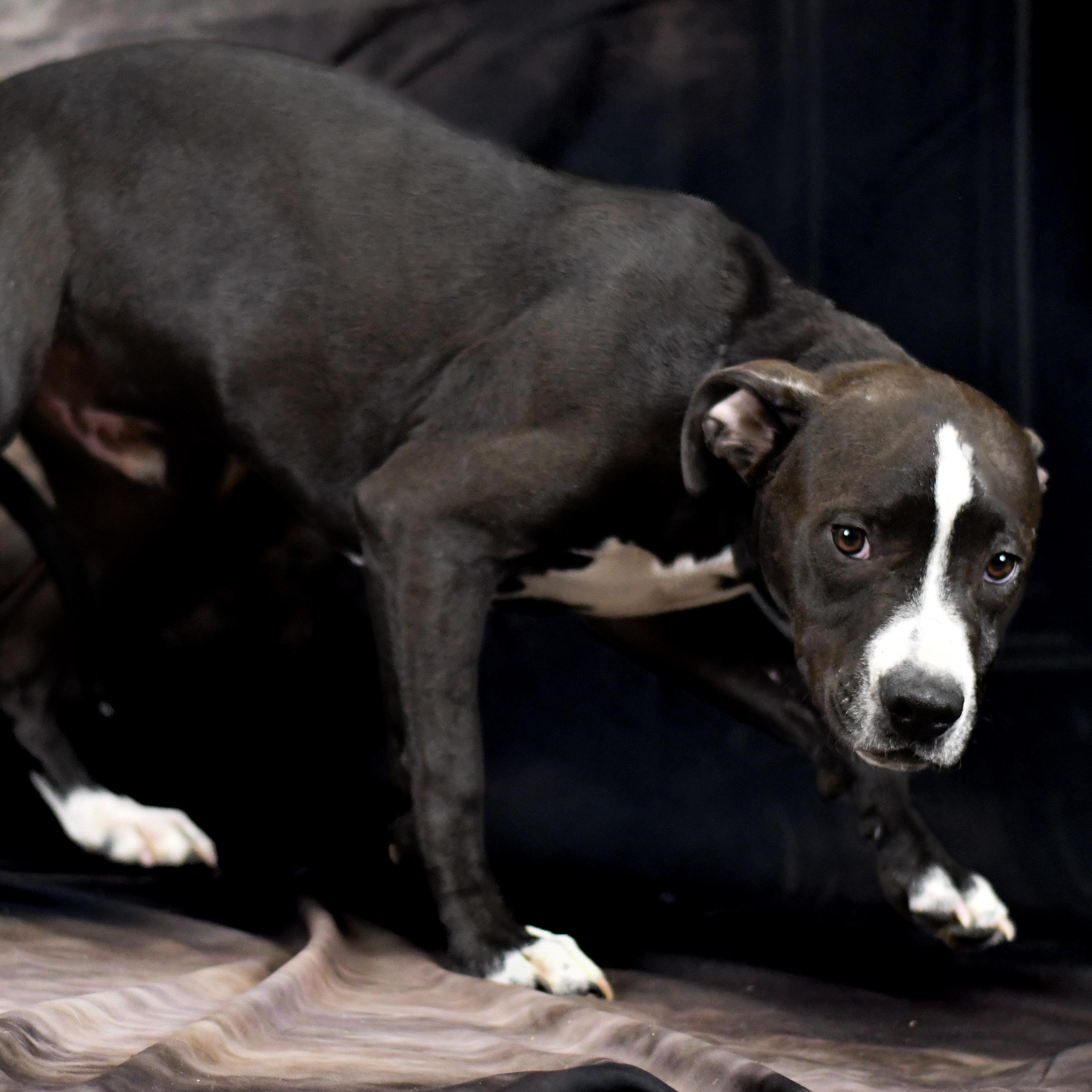 Enlarge Franklin, an adopted mixed breed in Defuniak Springs, FL image 1/1
