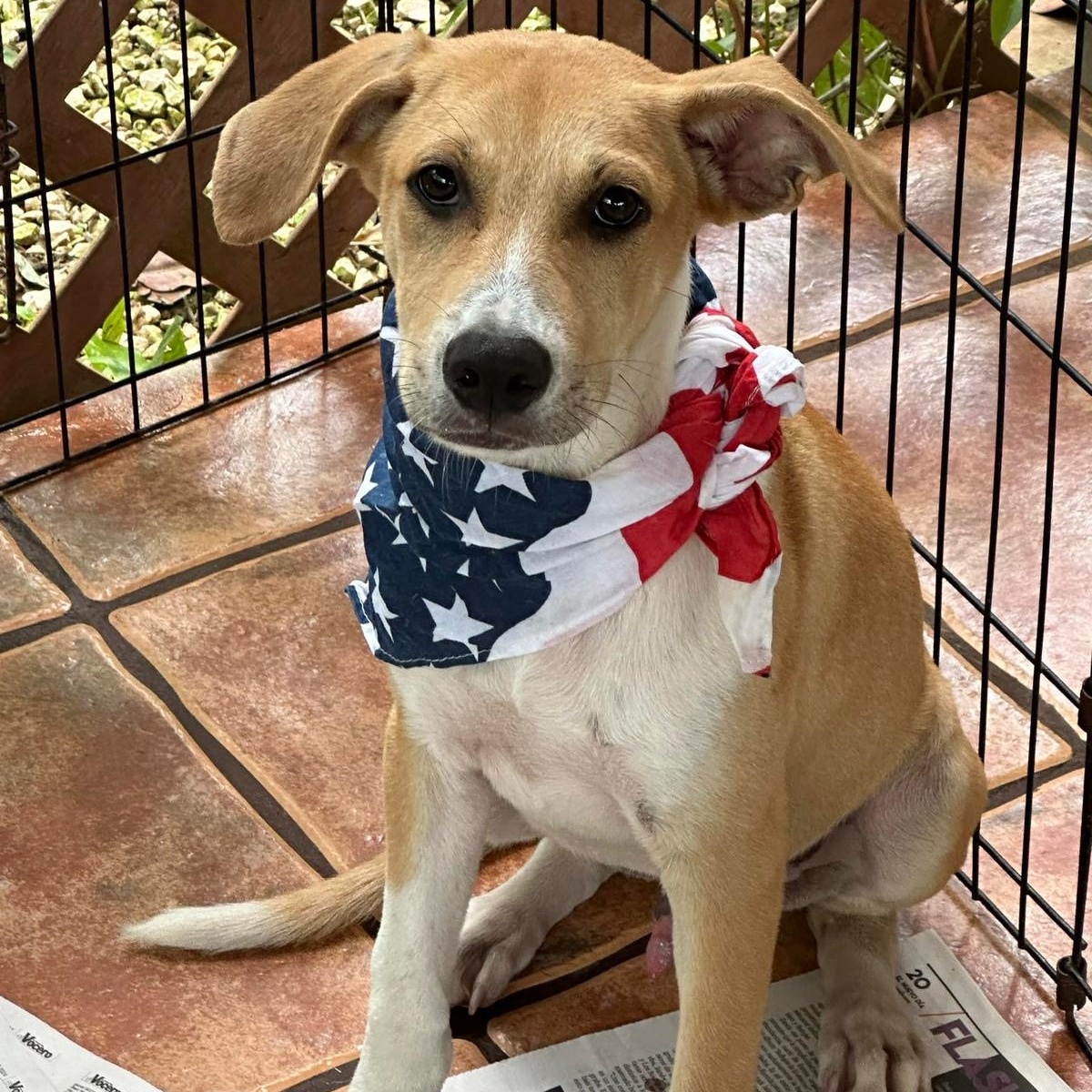 MARCOS "I wait for you." (Currently in Puerto Rico), Adoptable, Young Male Labrador Retriever.