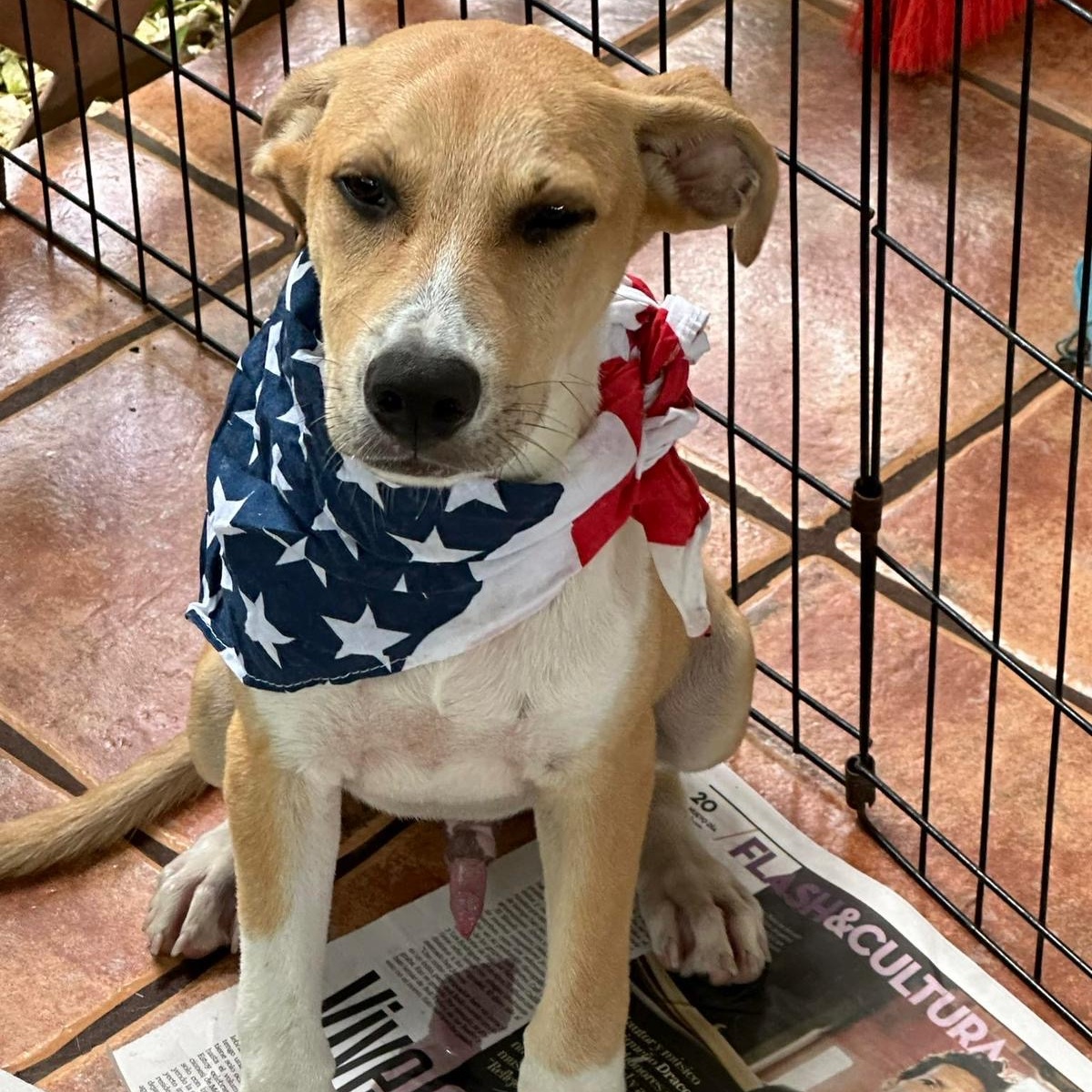 Enlarge MARCOS "I wait for you." (Currently in Puerto Rico), a Adoptable mixed breed in New York, NY image 2/4