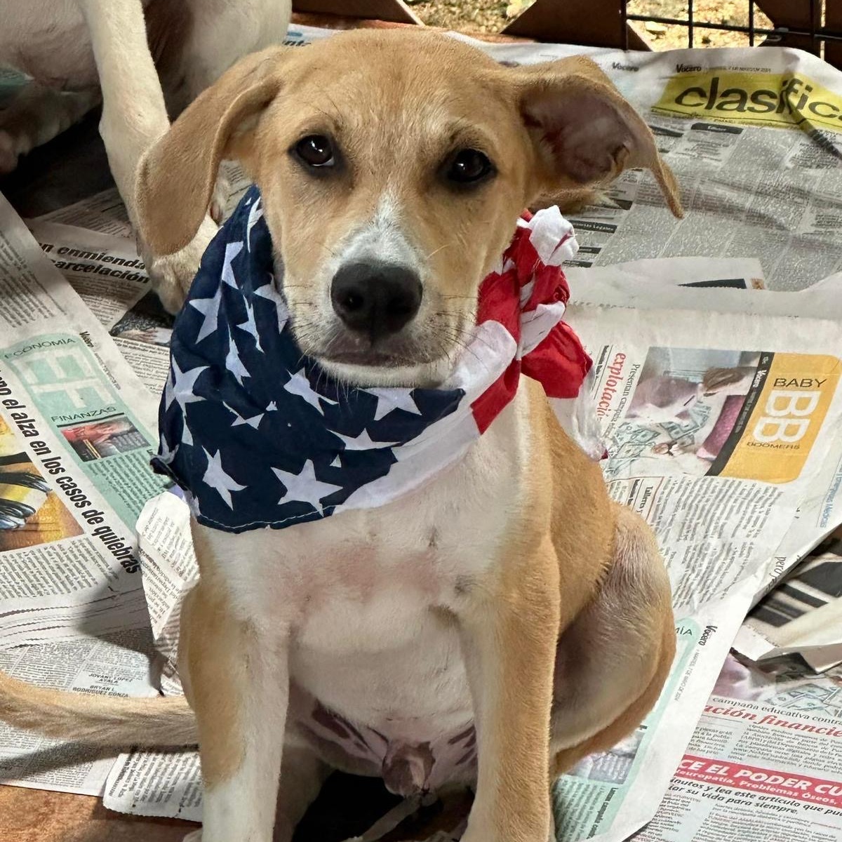 Enlarge MARCOS "I wait for you." (Currently in Puerto Rico), a Adoptable mixed breed in New York, NY image 3/4