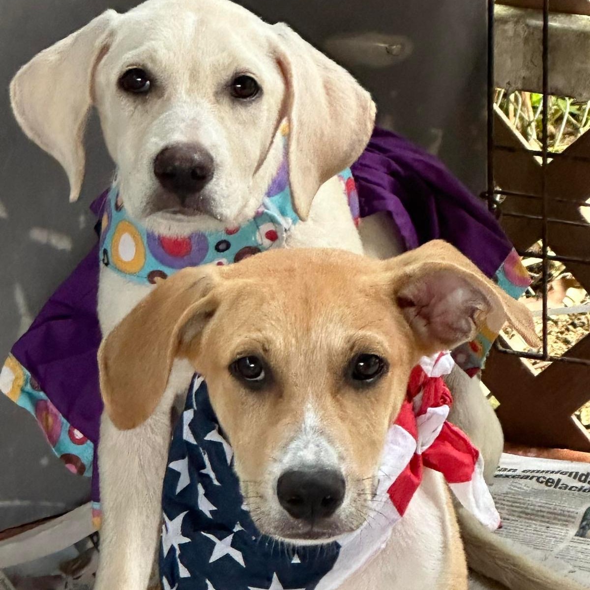 Enlarge MARCOS "I wait for you." (Currently in Puerto Rico), a Adoptable mixed breed in New York, NY image 4/4