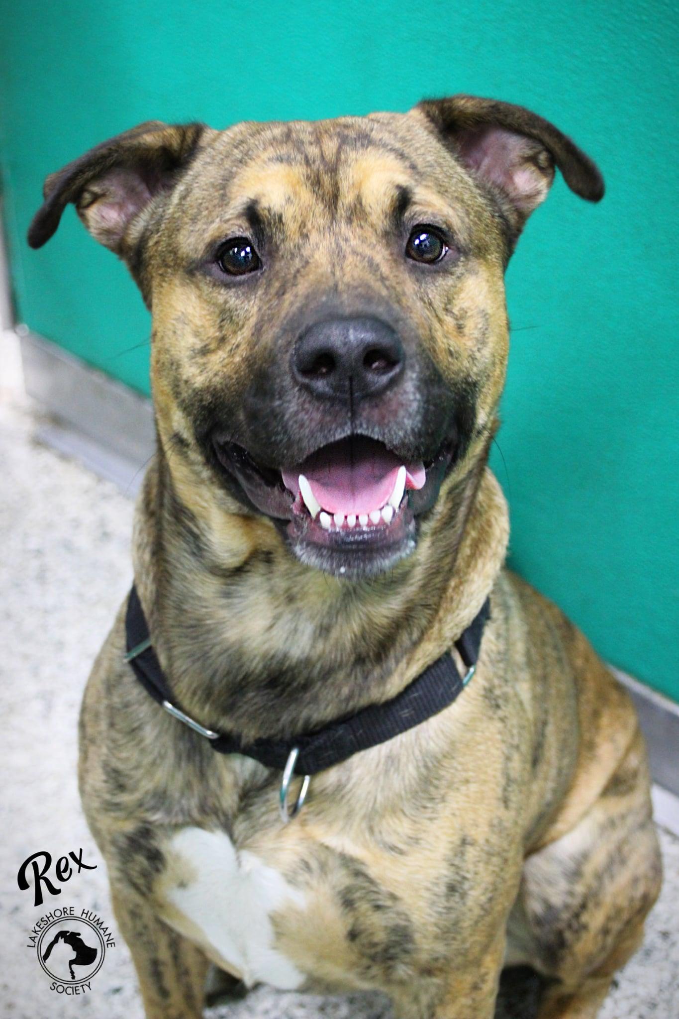 Enlarge Rex, a Adoptable mixed breed image 1/1