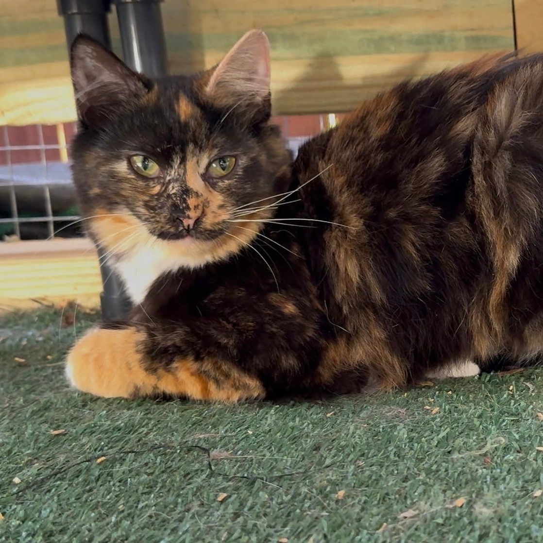Enlarge Minnie, a Adoptable mixed breed in Norwich, VT image 2/3