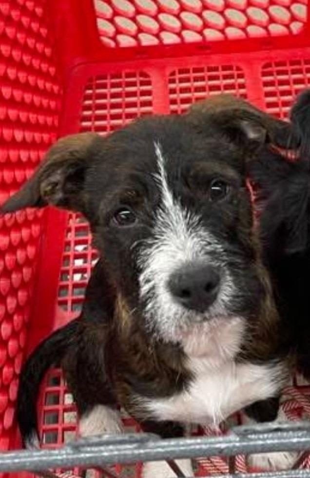 Enlarge Tramp, a Adoptable mixed breed in West Bloomfield, MI image 1/2