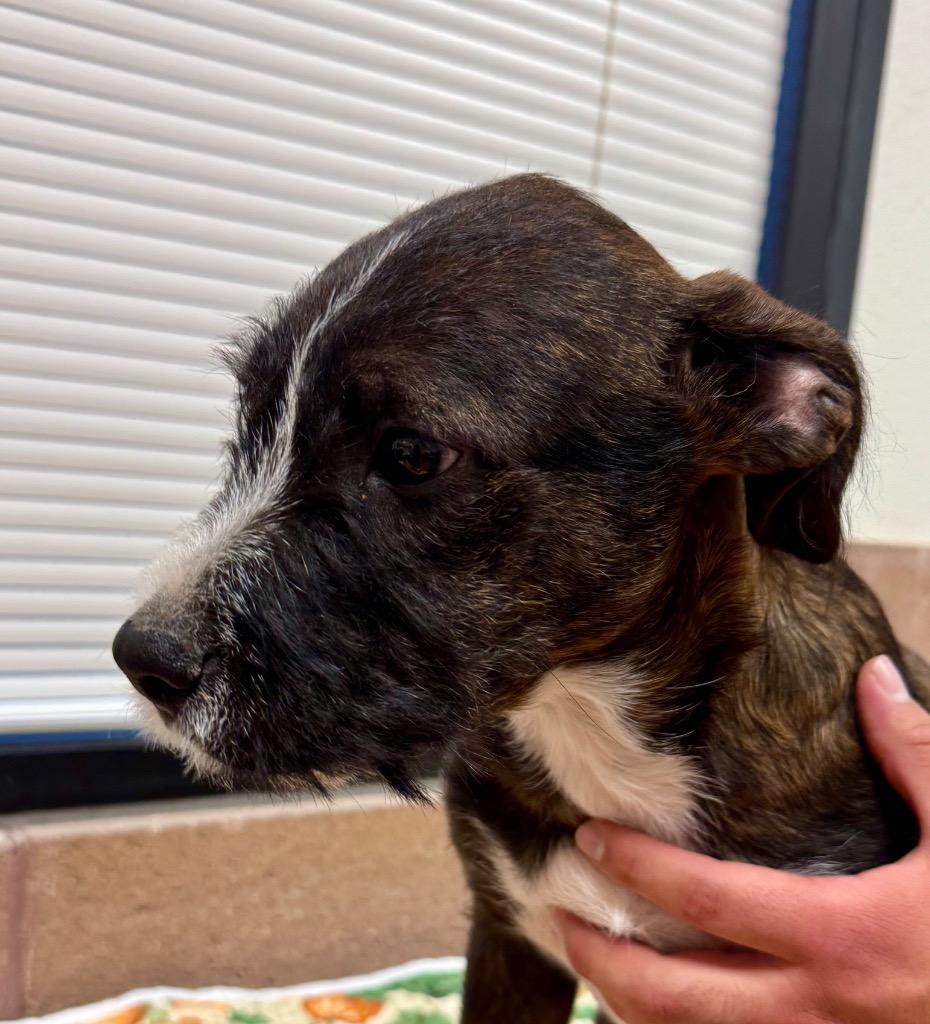 Enlarge Tramp, a Adoptable mixed breed in West Bloomfield, MI image 2/2