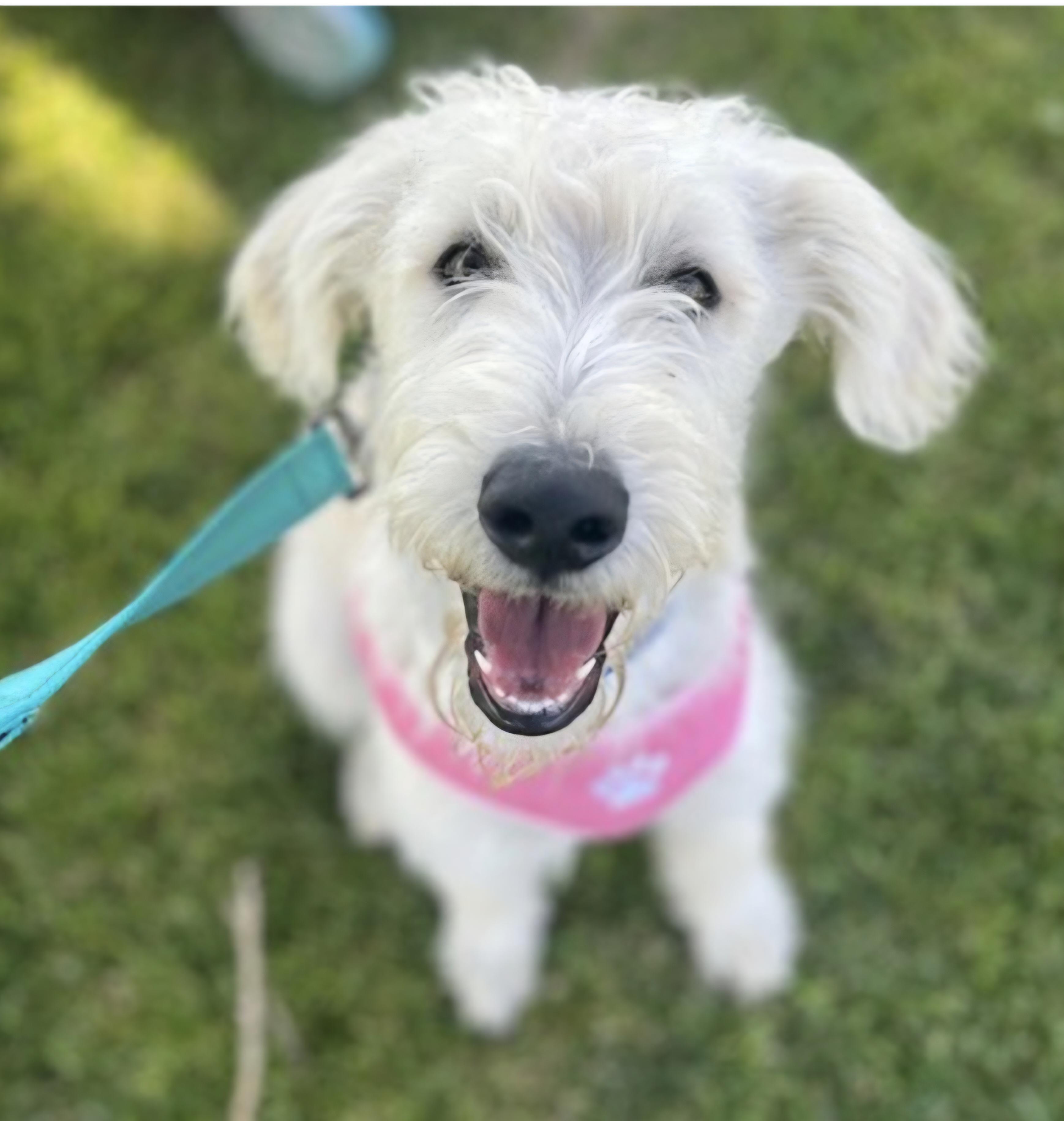 Enlarge Sunny, a ADOPTABLE mixed breed in Salt Lake City, UT image 2/3