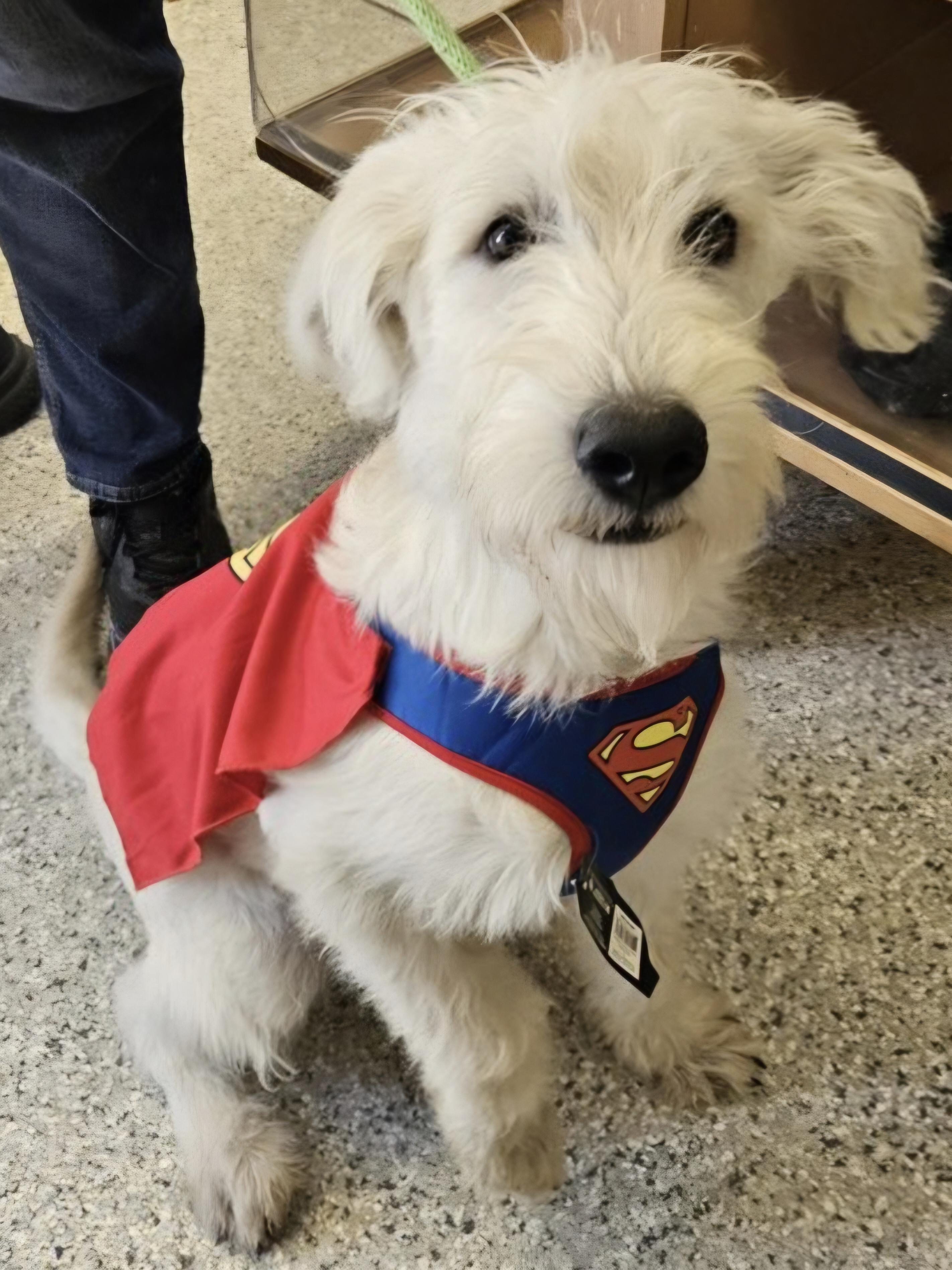 Enlarge Sunny, a ADOPTABLE mixed breed in Salt Lake City, UT image 3/3