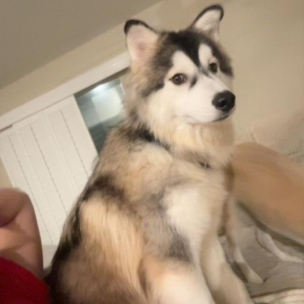 Duke, a Adoptable Siberian Husky in North Port, FL image 1/6