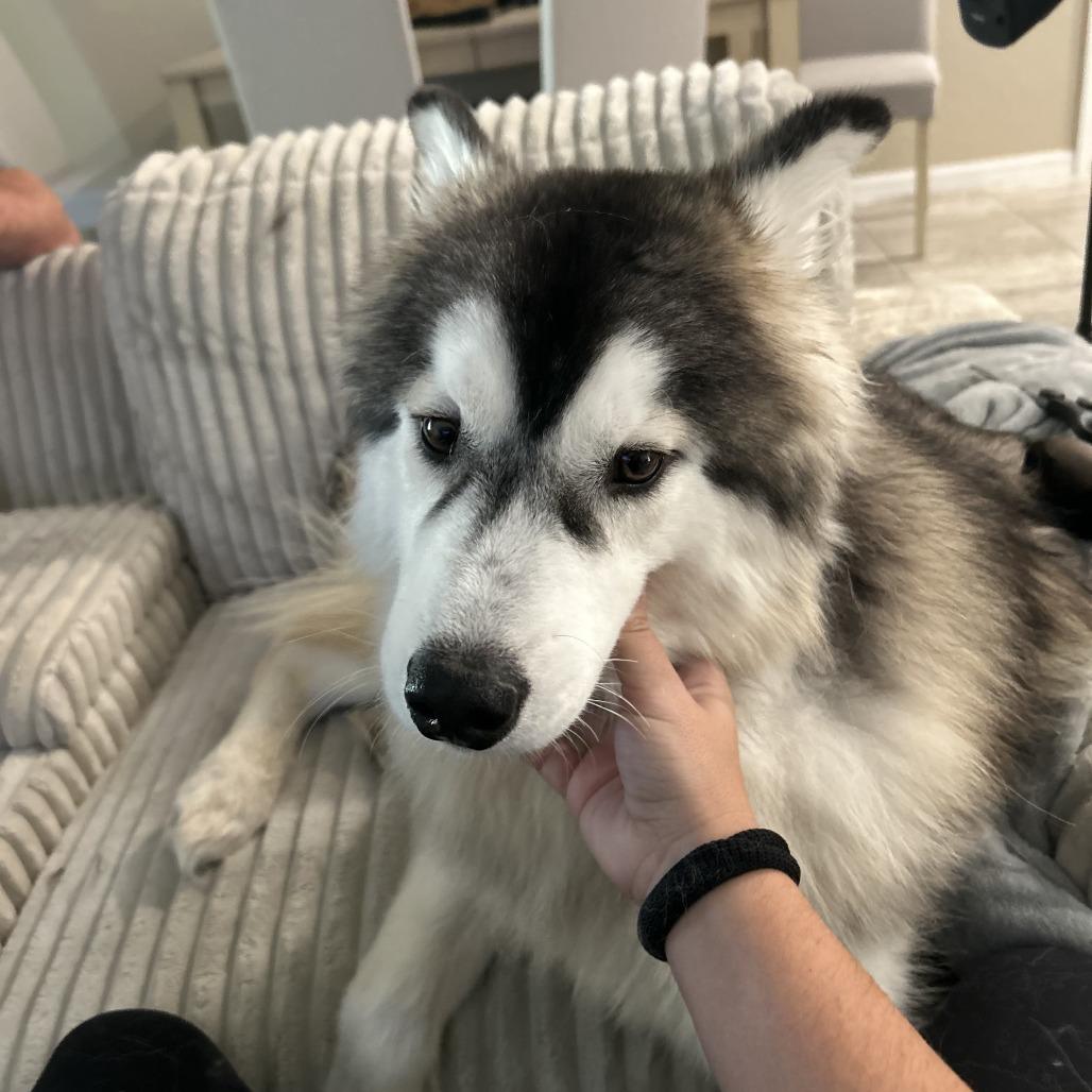 Duke, a Adoptable Siberian Husky in North Port, FL image 2/6