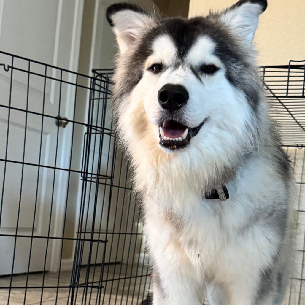 Duke, a Adoptable Siberian Husky in North Port, FL image 4/6
