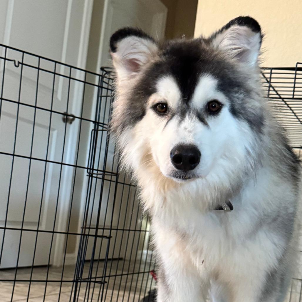 Duke, a Adoptable Siberian Husky in North Port, FL image 5/6