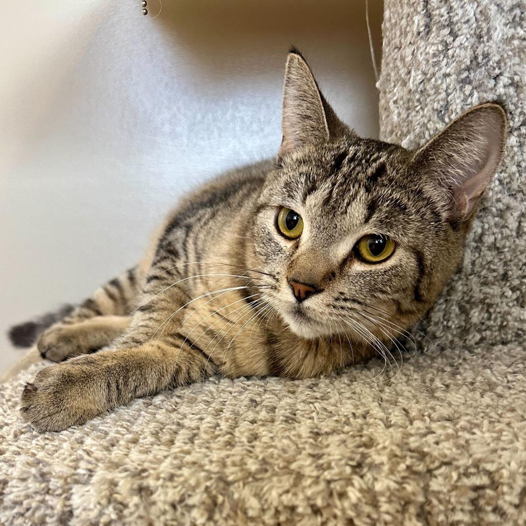 Carly, Adoptable, Young Female Domestic Short Hair.