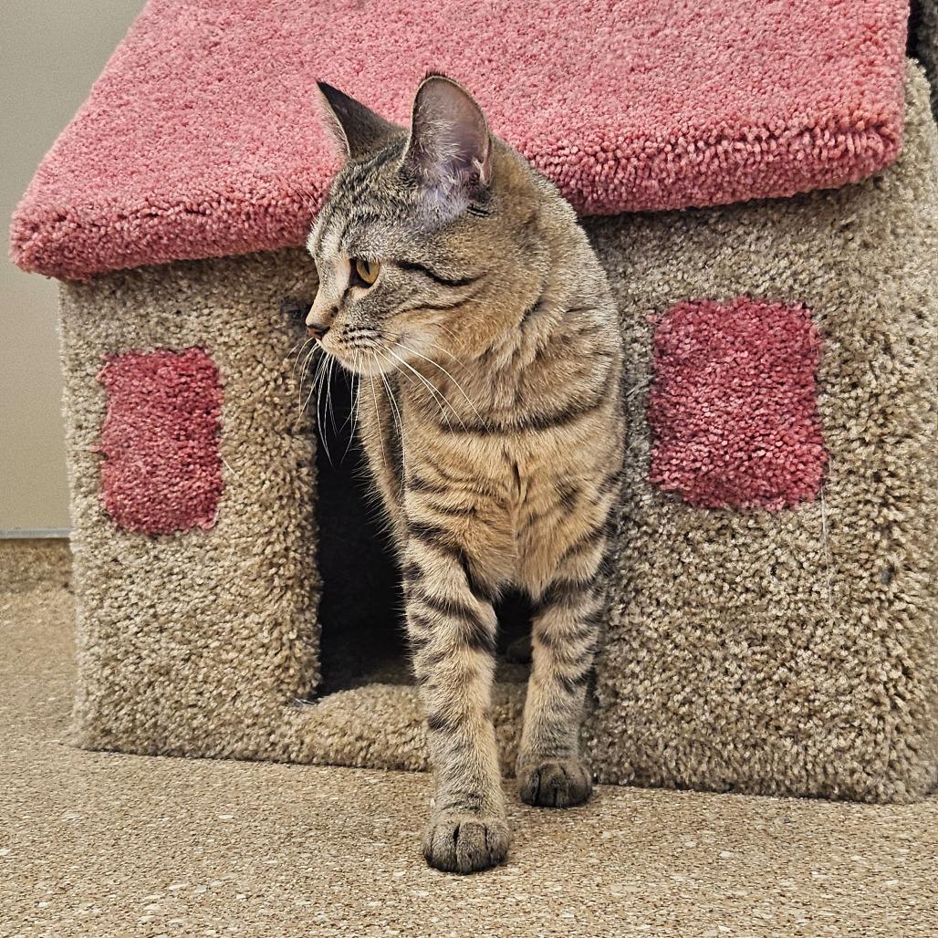 Carly, Adoptable, Young Female Domestic Short Hair.