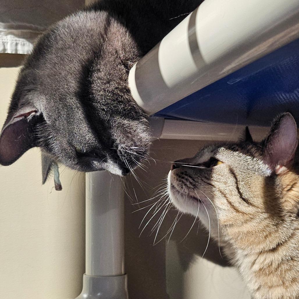 Enlarge Carly, a Adoptable Domestic Short Hair in Sonoma, CA image 3/6