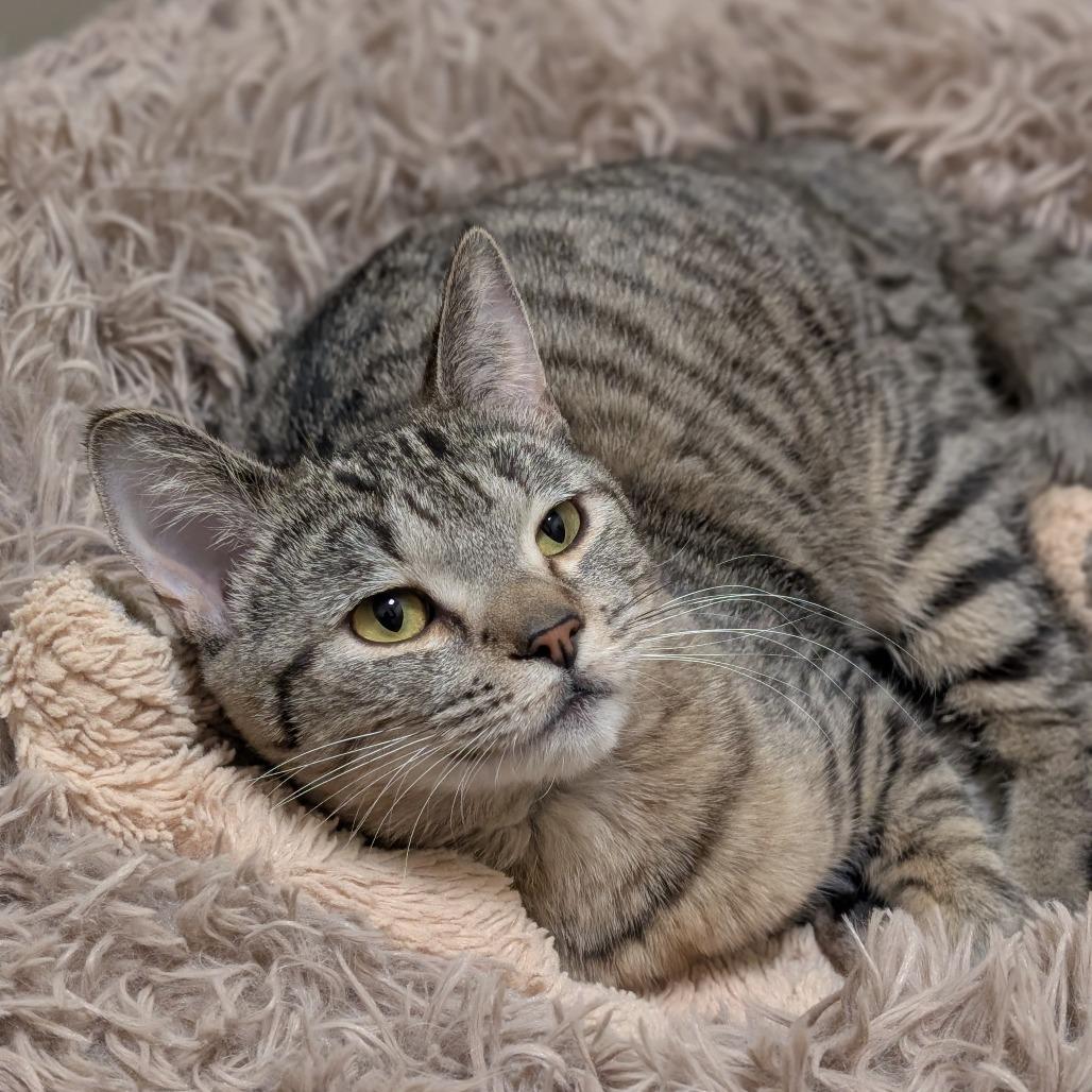 Enlarge Carly, a Adoptable Domestic Short Hair in Sonoma, CA image 5/6