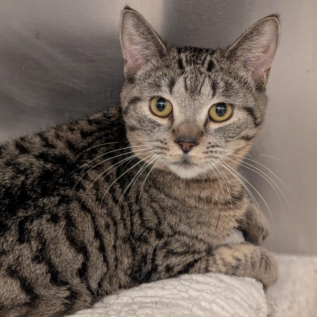 Enlarge Carly, a Adoptable Domestic Short Hair in Sonoma, CA image 6/6