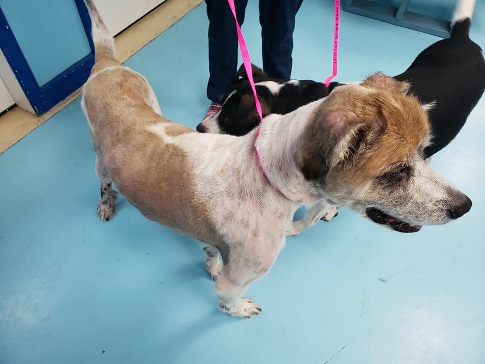 Enlarge Rufus, a Adoptable Saint Bernard in Poplar Bluff, MO image 3/6