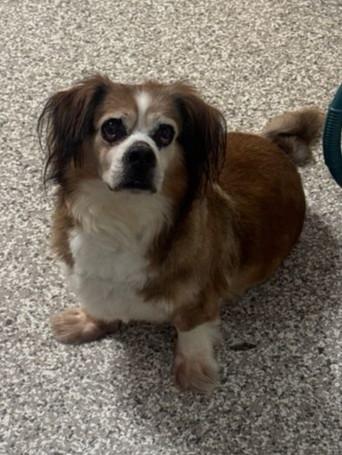 Muffin Man, a ADOPTABLE mixed breed in Chattanooga, TN image 3/6