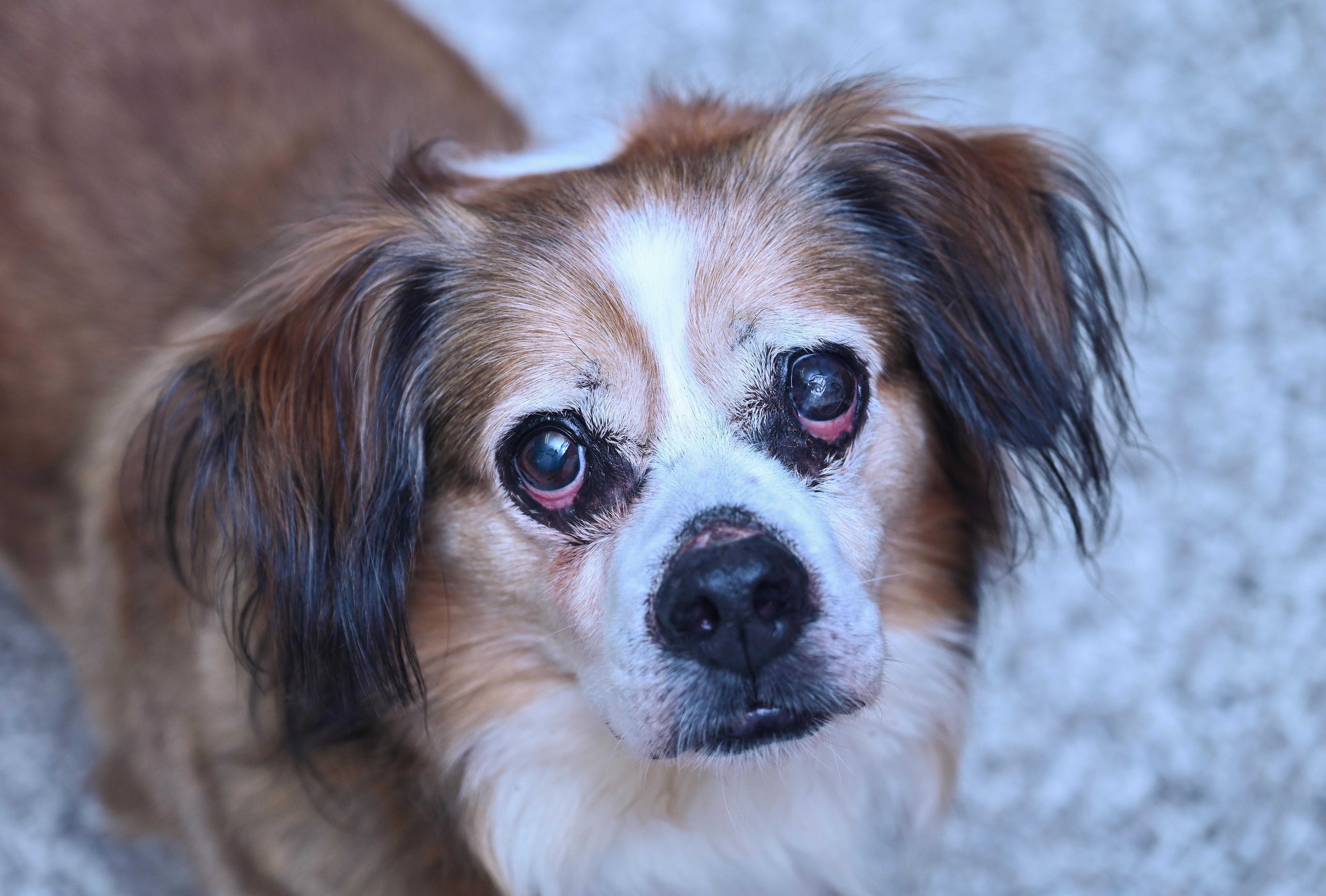Muffin Man, ADOPTABLE, Adult Male Spaniel.