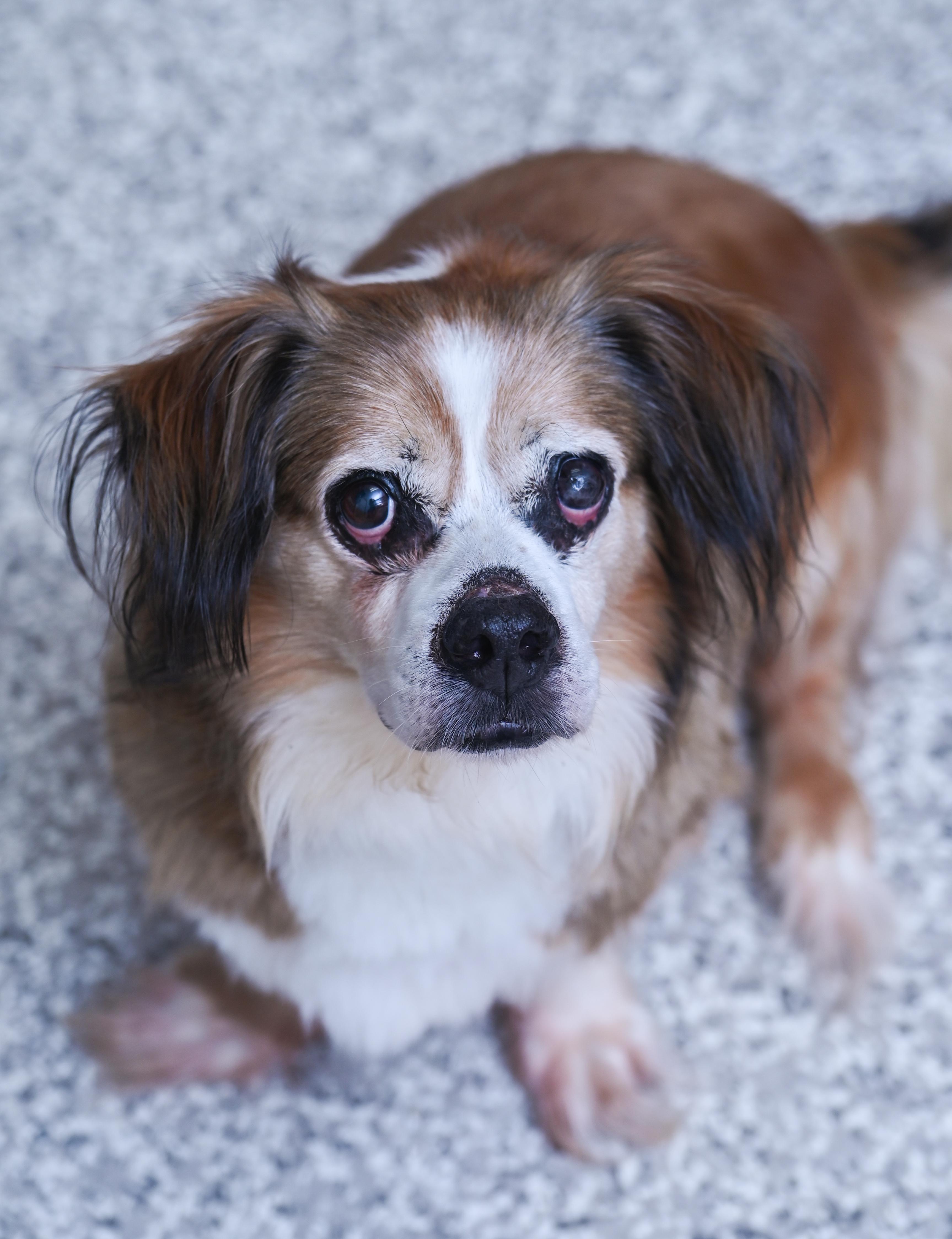 Muffin Man, a ADOPTABLE mixed breed in Chattanooga, TN image 2/6